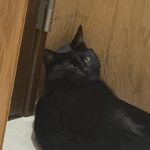 わたしリズム編集部 山根こころのアバター