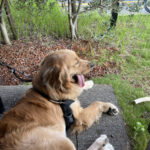 わたしリズム編集部 小八重のアバター